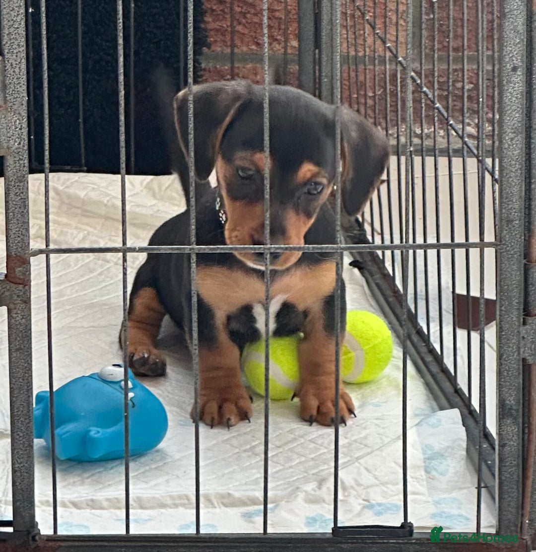 Mixed Breed dogs for sale: Dachshund X mini Jack Russell - Image 5