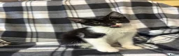 Mixed Breed cats for sale: 5 Gorgeous Kittens - Advert 29