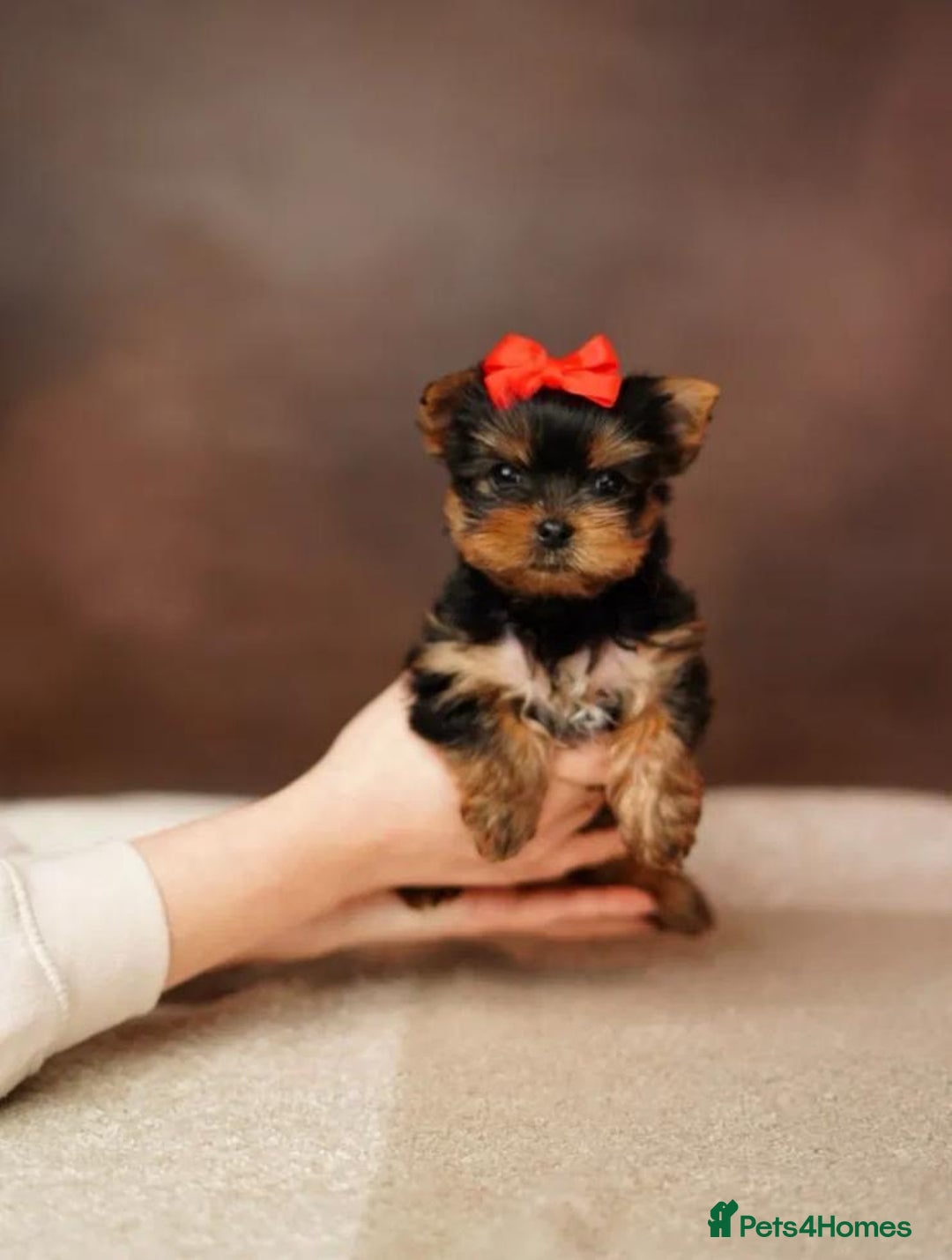 Yorkshire Terrier dogs for sale: Adorable Miniature Yorkshire terrier puppies  - Advert 9