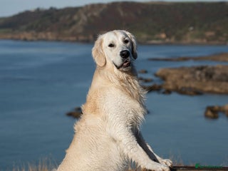 Golden Retriever dogs - Advert 4