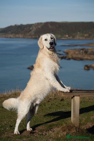 Golden Retriever dogs Fully health tested therapy dog - Advert 1