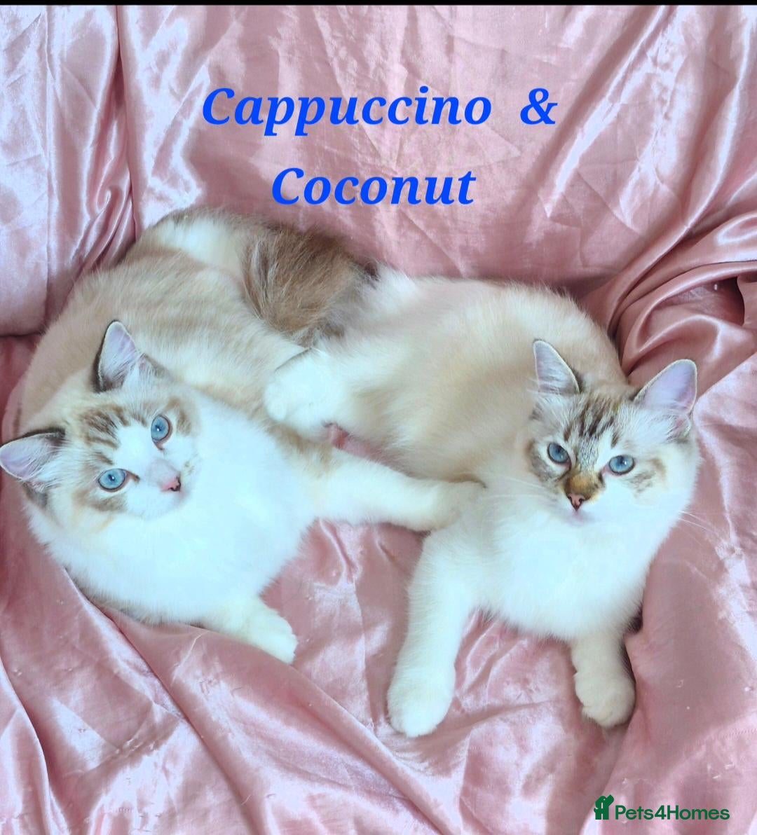 Ragdoll cats Tica registered exceptional  Ragdolls  - Advert 1