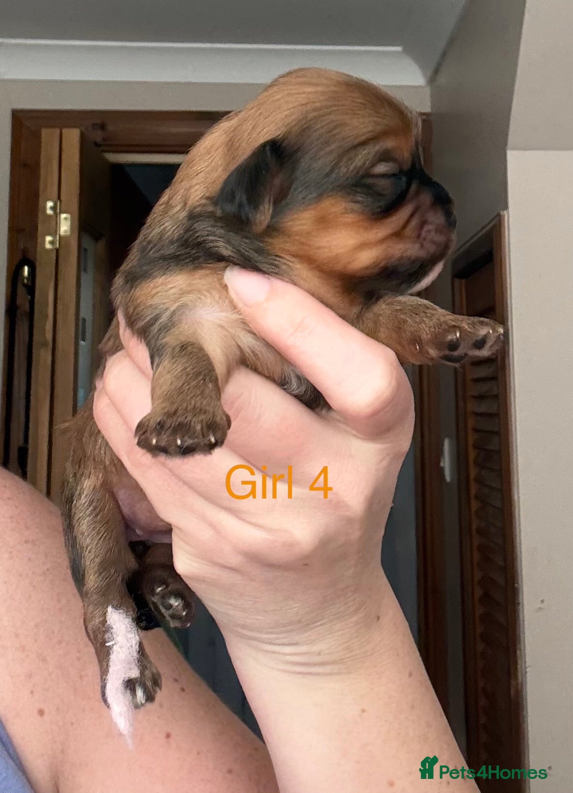 Mixed Breed dogs F1 Lhasaliers ✨ - Advert 2