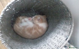 Maine Coon cats for sale: Fluffy crossed maine coon kittens for sale - Image 3