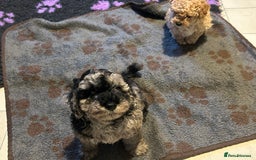Cockapoo dogs for sale: Miniature cockapoo puppies Merle and Apricot - Image 15