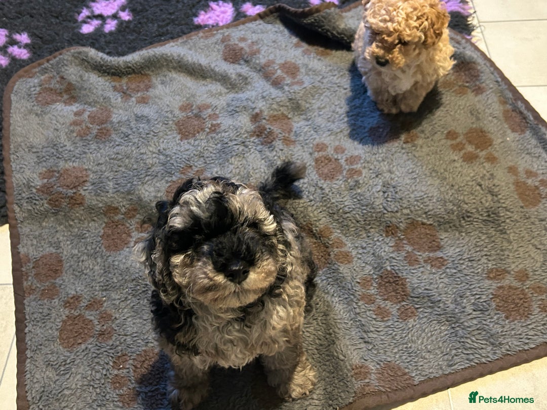 Cockapoo dogs for sale: Miniature cockapoo puppies Merle and Apricot - Image 15
