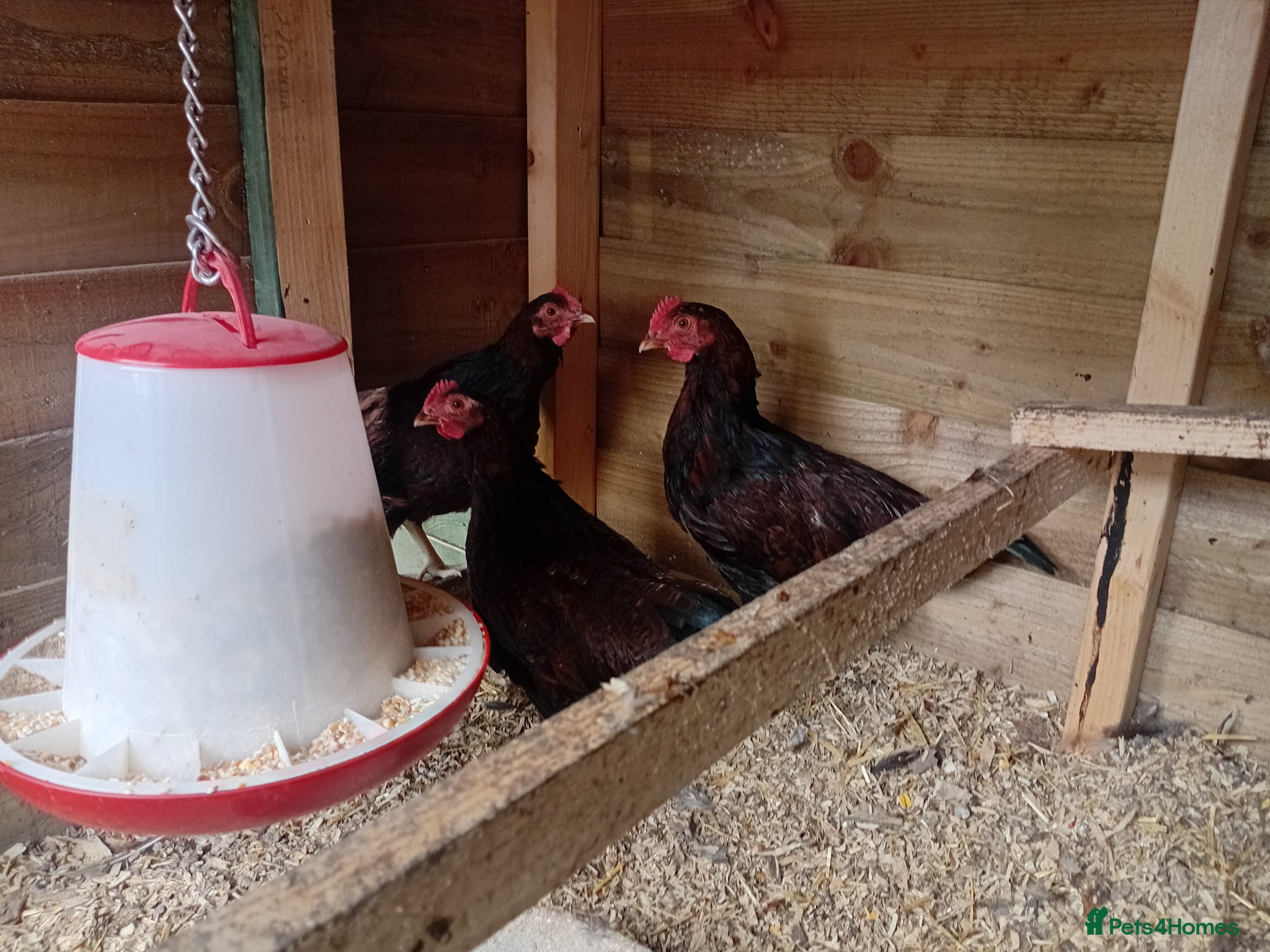 Chickens poultry Red Sussex Bantam cockerals - rare breed - Advert 7