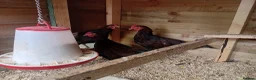 Chickens poultry for sale: Red Sussex Bantam cockerals - rare breed in Wallsend - Advert 1