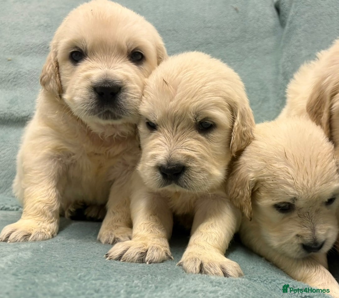 Golden Retriever dogs for sale: KC Golden Retriever Puppies for sale - Advert 12