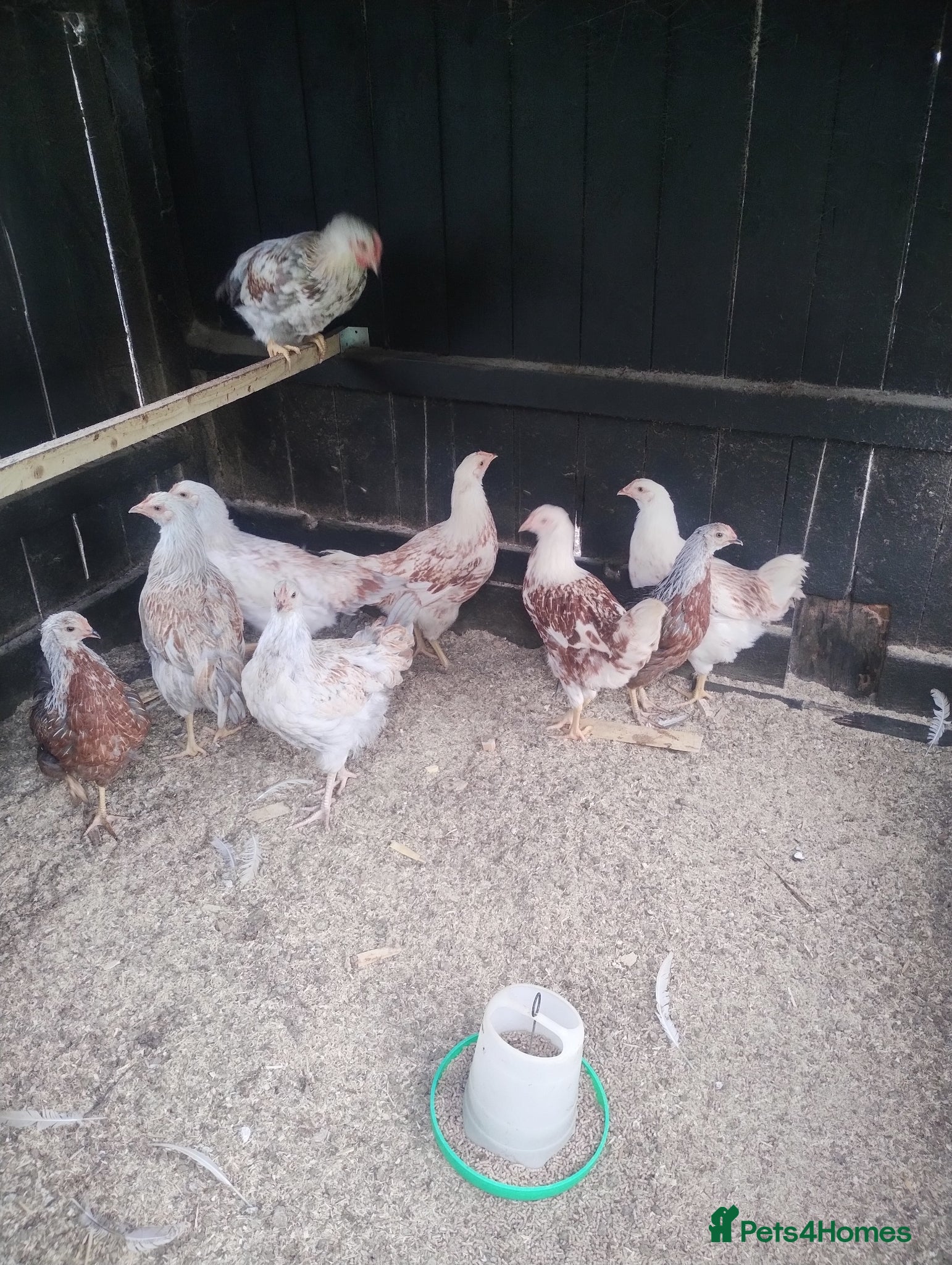 Chickens poultry Chickens,pullets and turkey's  - Advert 15