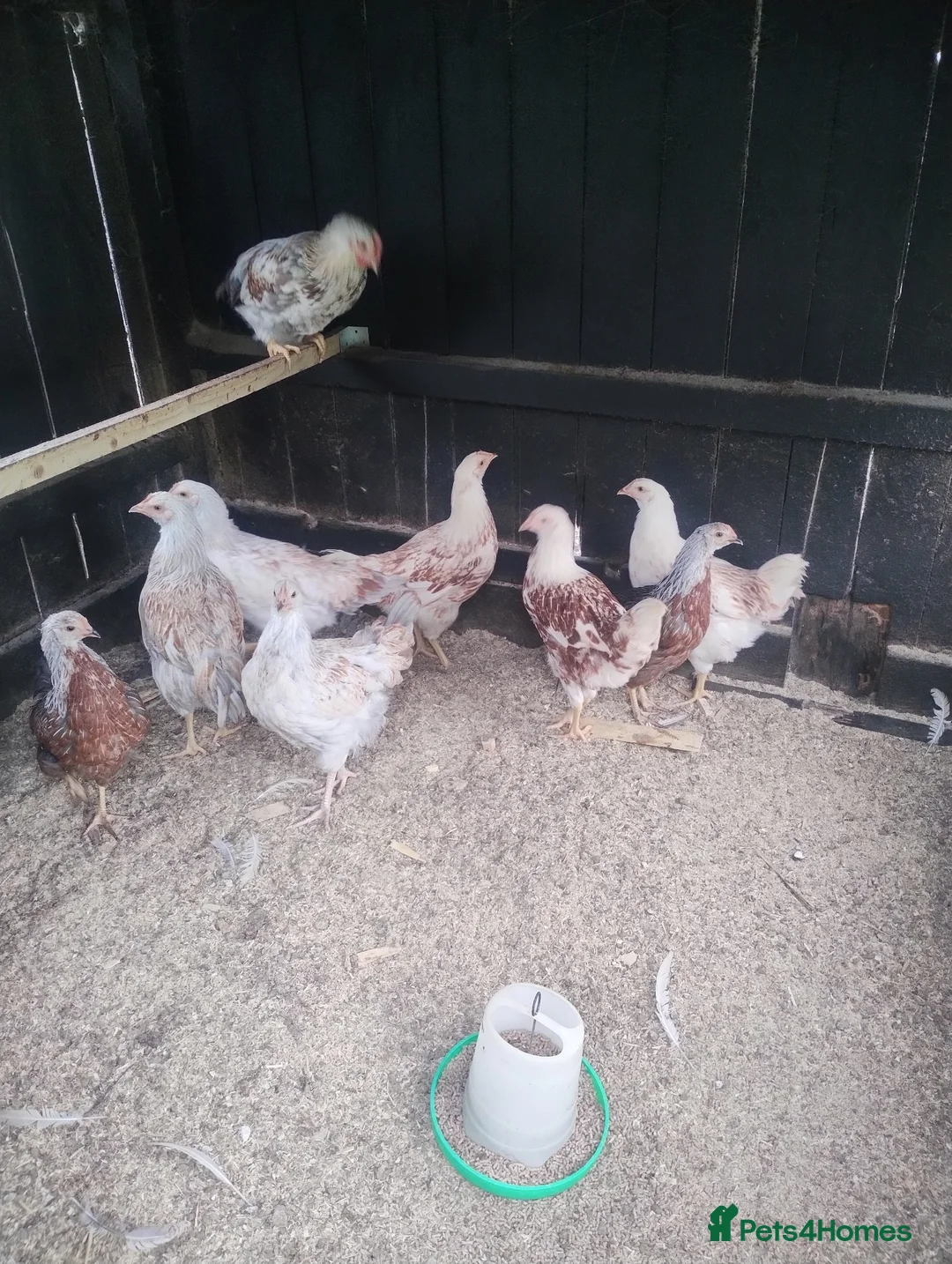 Chickens poultry for sale: Chickens,pullets and turkey's  - Advert 1