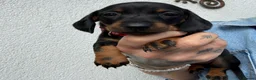 Dachshund dogs for sale:  LAST GIRL LEFT (DACHSHUND ) ready to go NOW  - Advert 15