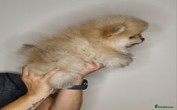 Pomeranian dogs for sale: CHAMPION BLOODLINE 3 female 1 male - Image 25