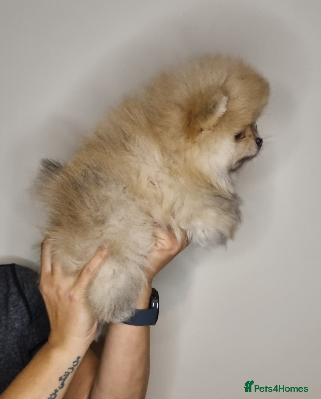 Pomeranian dogs for sale: CHAMPION BLOODLINE 3 female 1 male - Image 25