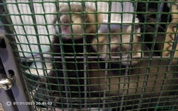 Ferret rodents for sale: 2 hobs 10 weeks old  - Image 6