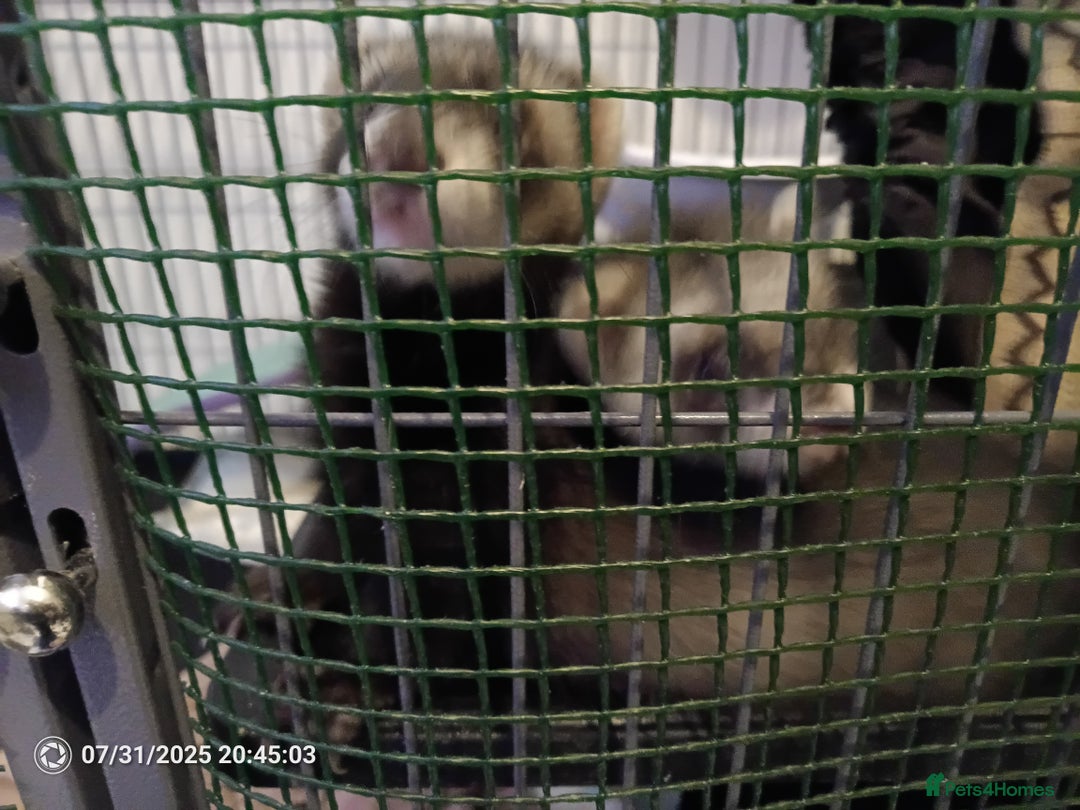 Ferret rodents for sale: 2 hobs 10 weeks old  - Image 6