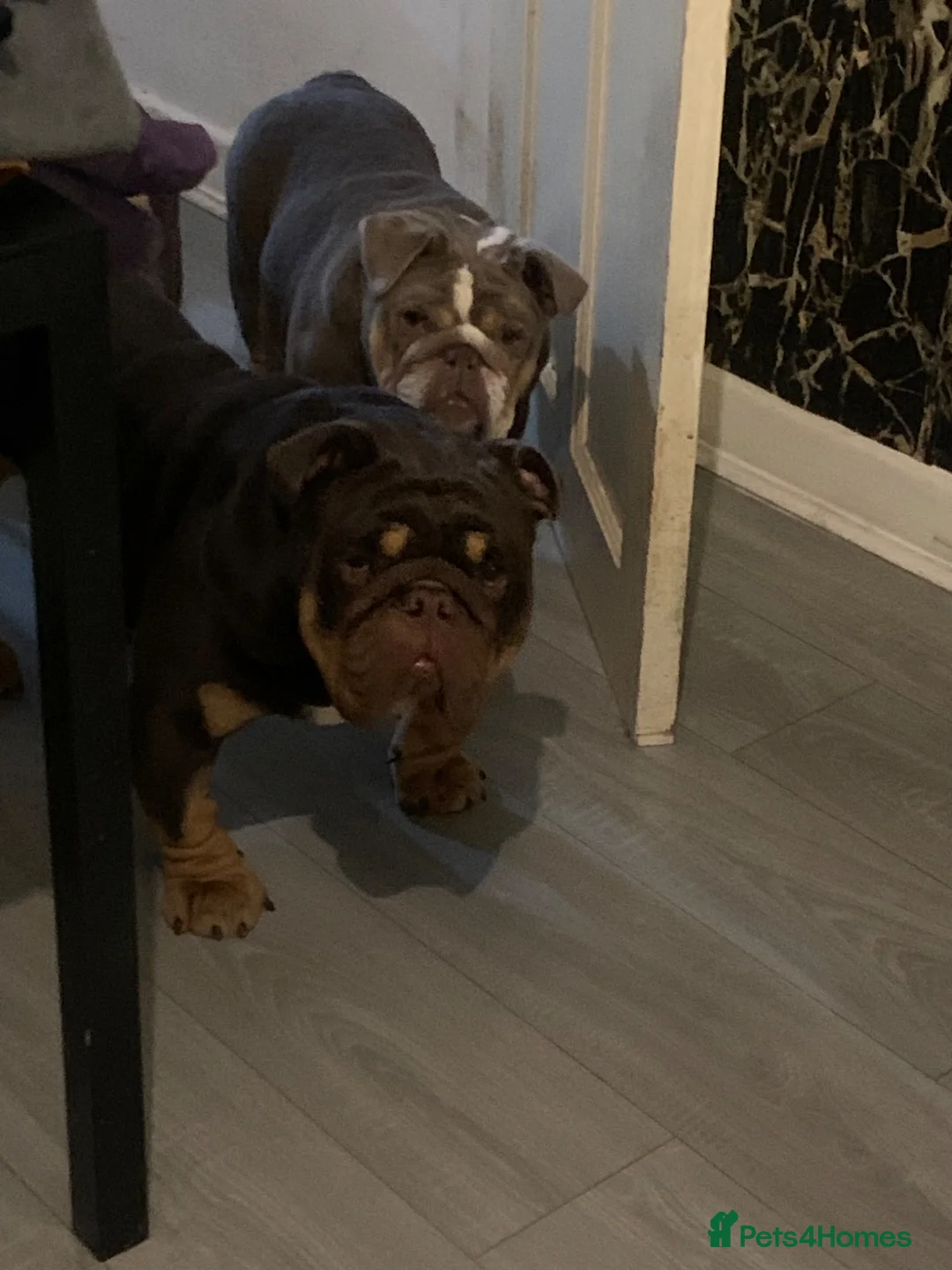 English Bulldog dogs for sale: Adult female English bulldog for sale  - Advert 2