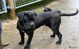 Cane Corso dogs for sale: Top quality  - Image 16