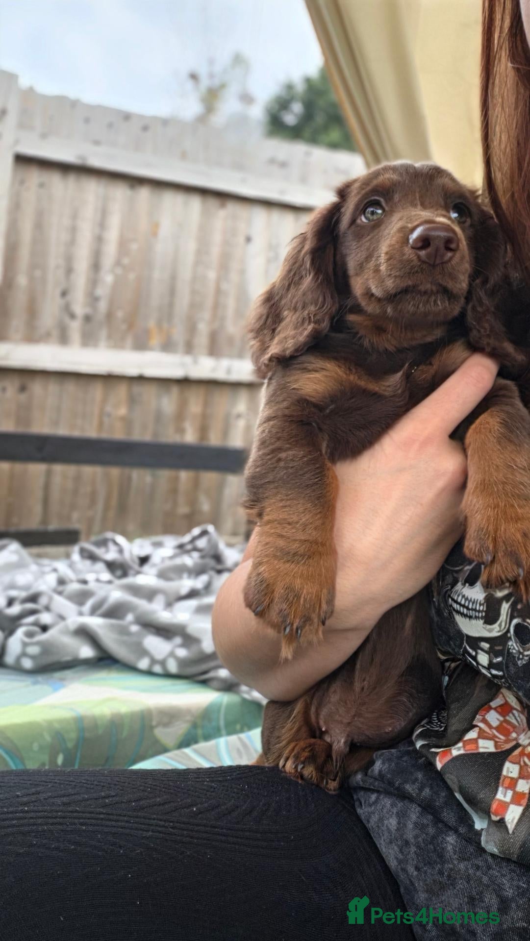 Miniature Dachshund dogs Fully vaccinated, Long Haired Miniature Dachshund  - Advert 2