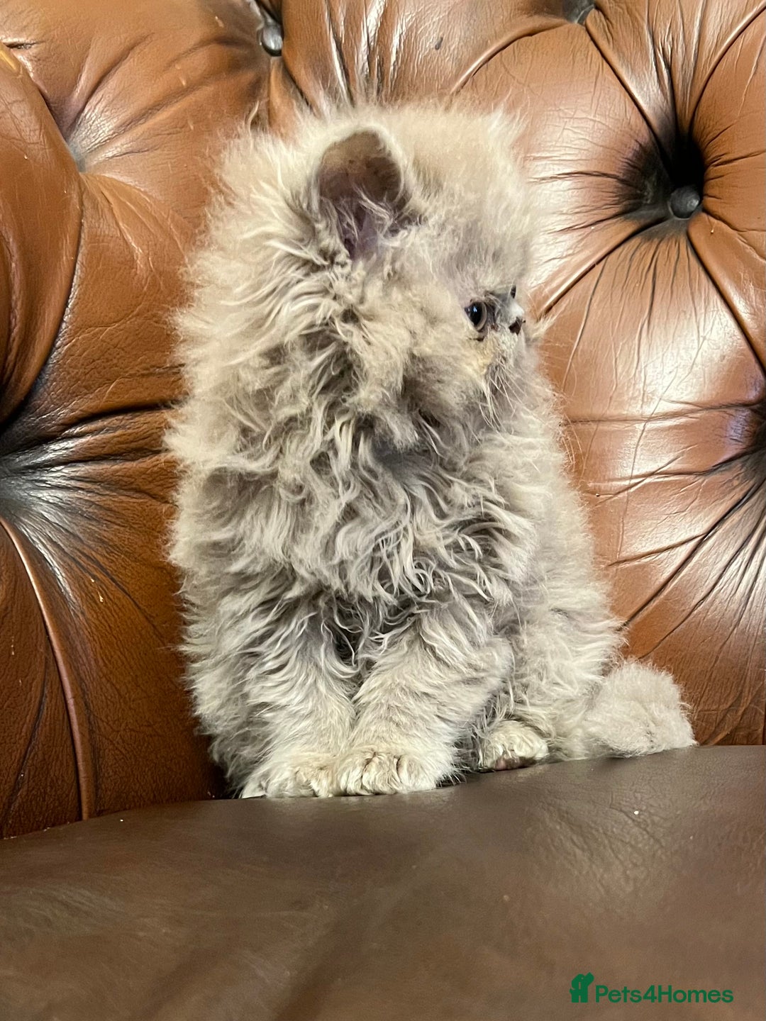 Persian cats for sale: Stunning blue and rare lilac Persian kittens  - Advert 11