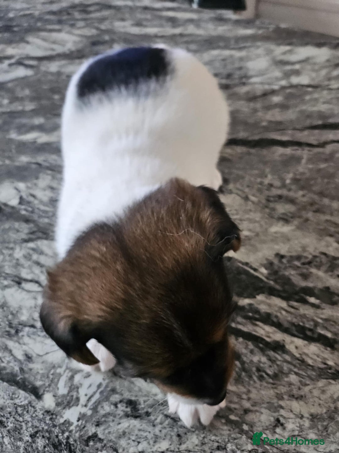 Jack Russell dogs for sale: Full pedigree jack russle pups  - Advert 17