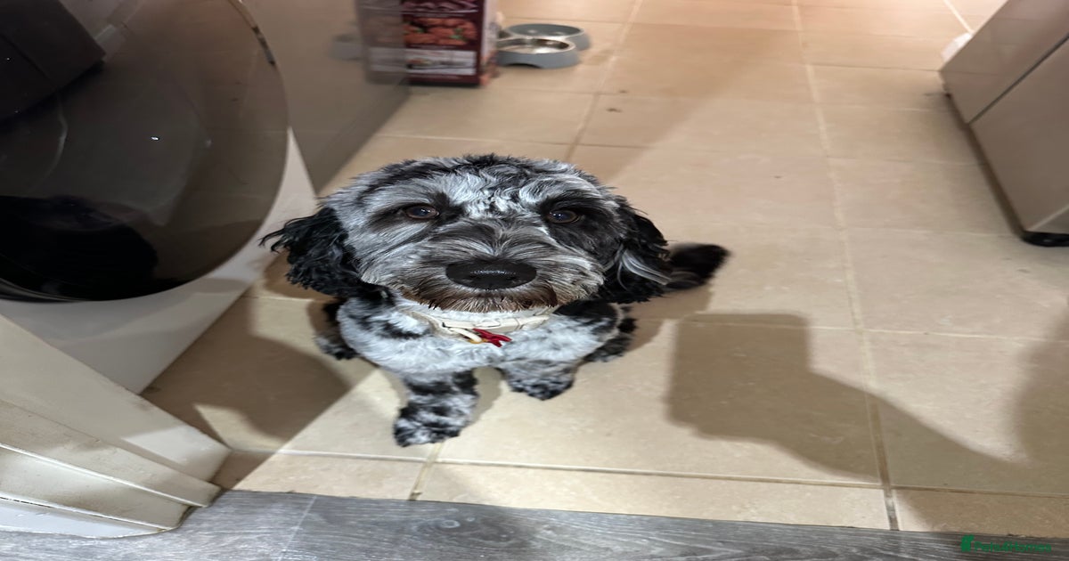 Merle cockapoo for sale in King's Lynn | Pets4Homes