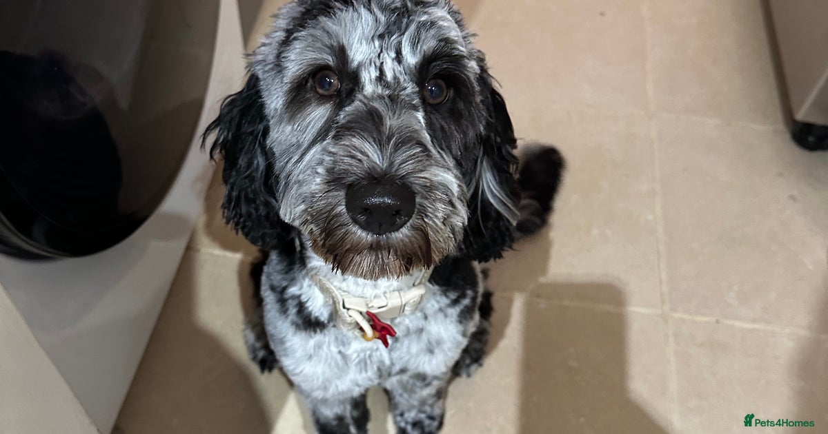 Merle cockapoo for sale in King's Lynn | Pets4Homes