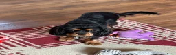 Cavalier King Charles Spaniel dogs for sale: 🐾 KC Reg Health Tested Boy 🐾 - Advert 5