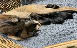 Border Terrier dogs for sale: 5 star BORDER TERRIERS PUP KC REG/SLEM CLEAR - Advert 4