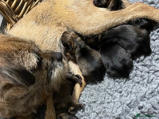 Border Terrier dogs 5 star BORDER TERRIERS PUP KC REG/SLEM CLEAR - Advert 9
