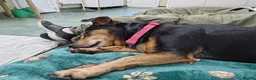 Jack Russell dogs for adoption: Jessie - Advert 2