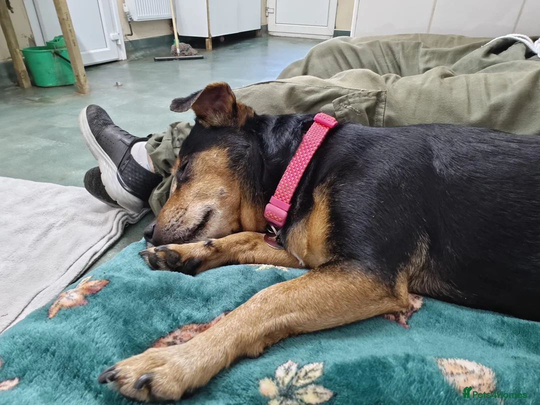 Jack Russell dogs for adoption: Jessie - Advert 2