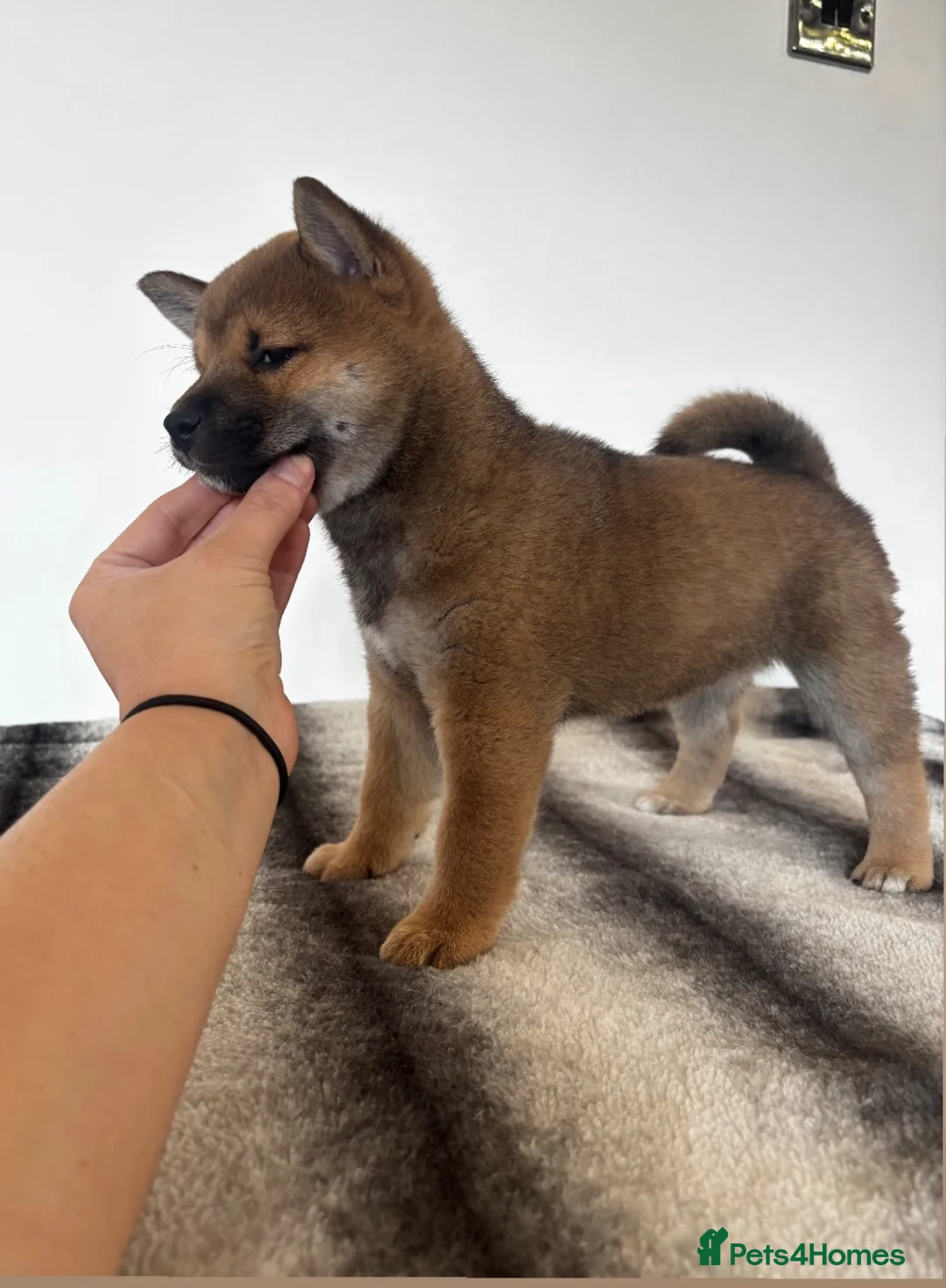 Japanese Shiba Inu dogs for sale: Japanese Shiba Inu waiting list  - Advert 6