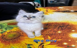 Ragdoll cats for sale: ❗️❤️5 Incredibly Beautiful Ragdoll Kittens❤️🐈  - Image 22