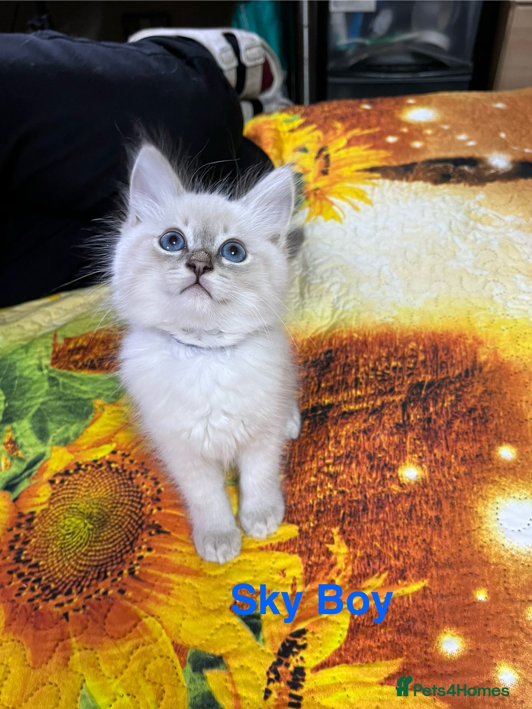 Ragdoll cats for sale: ❗️❤️5 Incredibly Beautiful Ragdoll Kittens❤️🐈  - Image 22