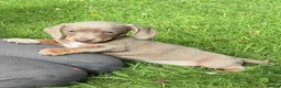 Miniature Dachshund dogs for sale: Gorgeous KC registered Minature Daxi puppies  - Advert 8