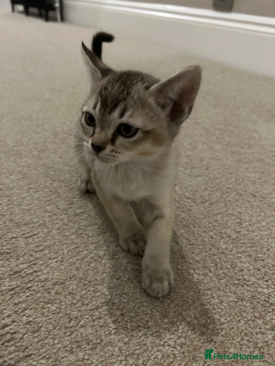 Burmese cats for sale: Stunning Asian Kittens. - Advert 4