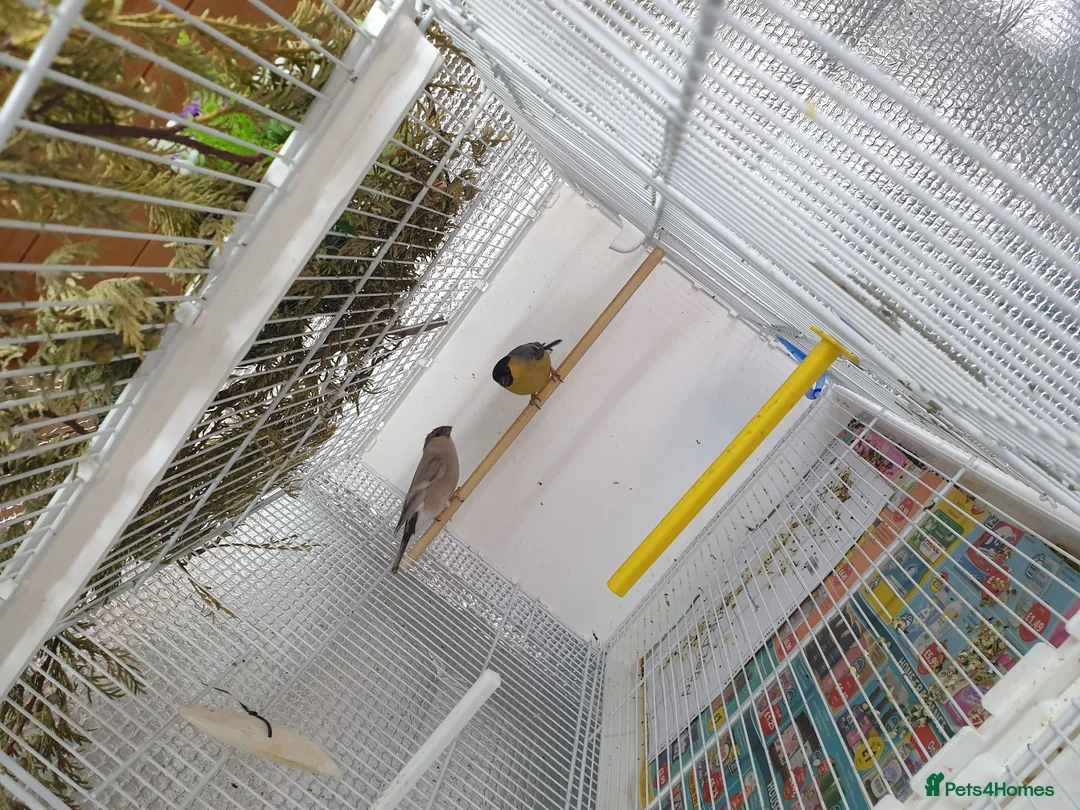 Finches birds for sale: Siberian bolfinch  - Advert 2