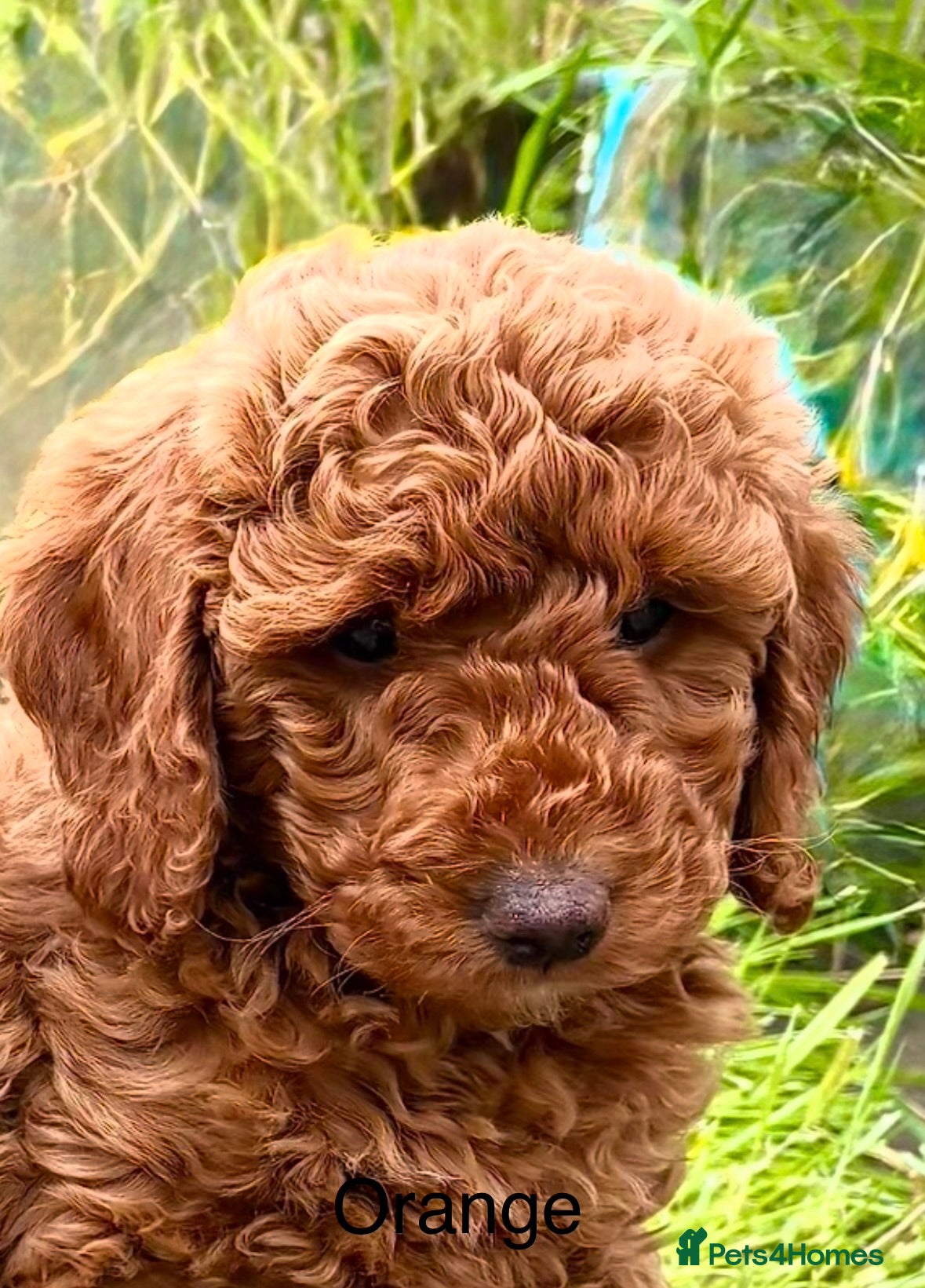 Miniature Poodle dogs Four beautiful fox red miniature poodles  - Advert 13