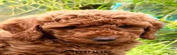 Miniature Poodle dogs for sale: Gorgeous miniature poodles ready now x  - Advert 9
