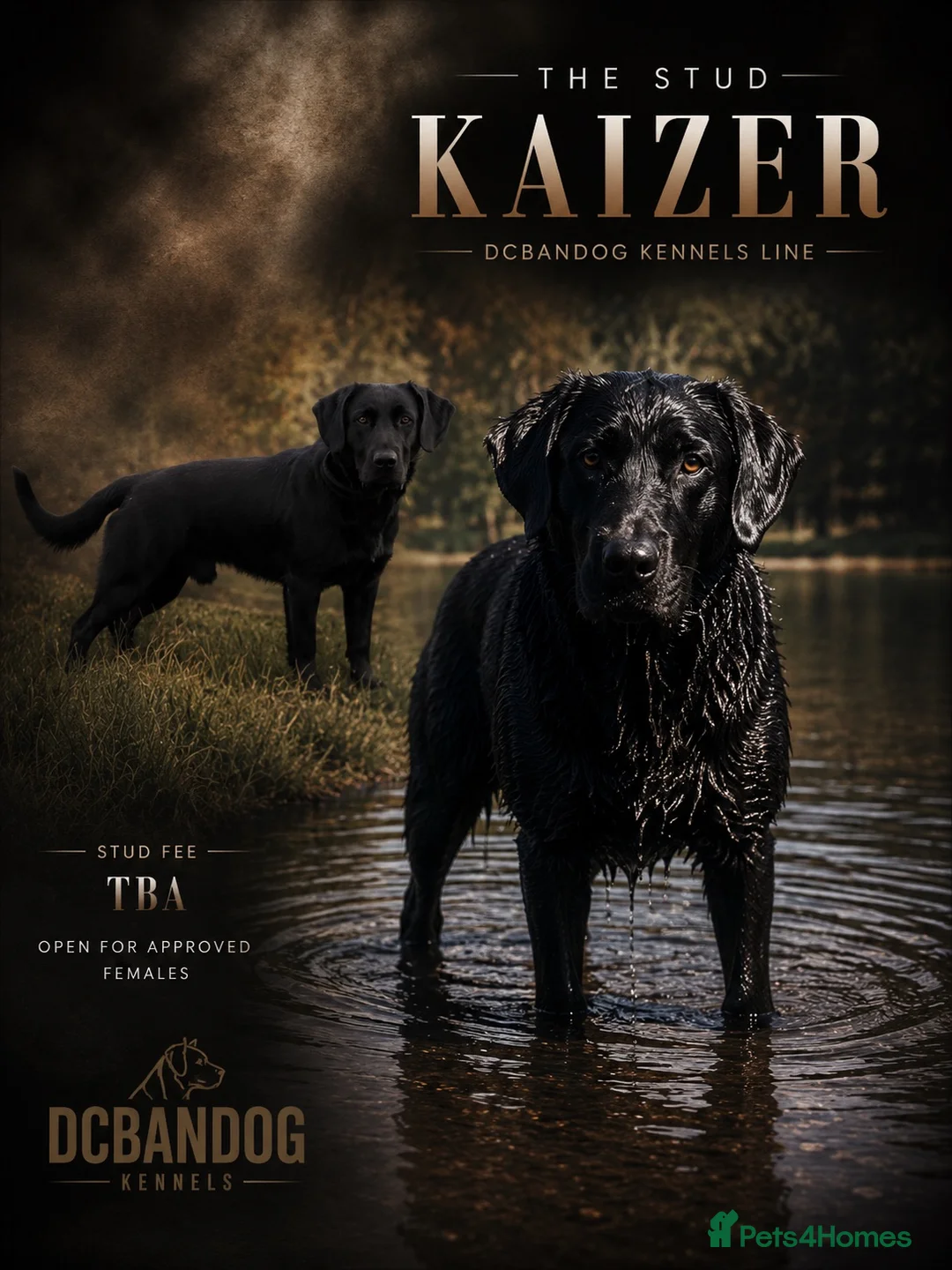 Mixed Breed dogs for sale: Spaniel x Shar pei - Unique Mixed Breed - Advert 1