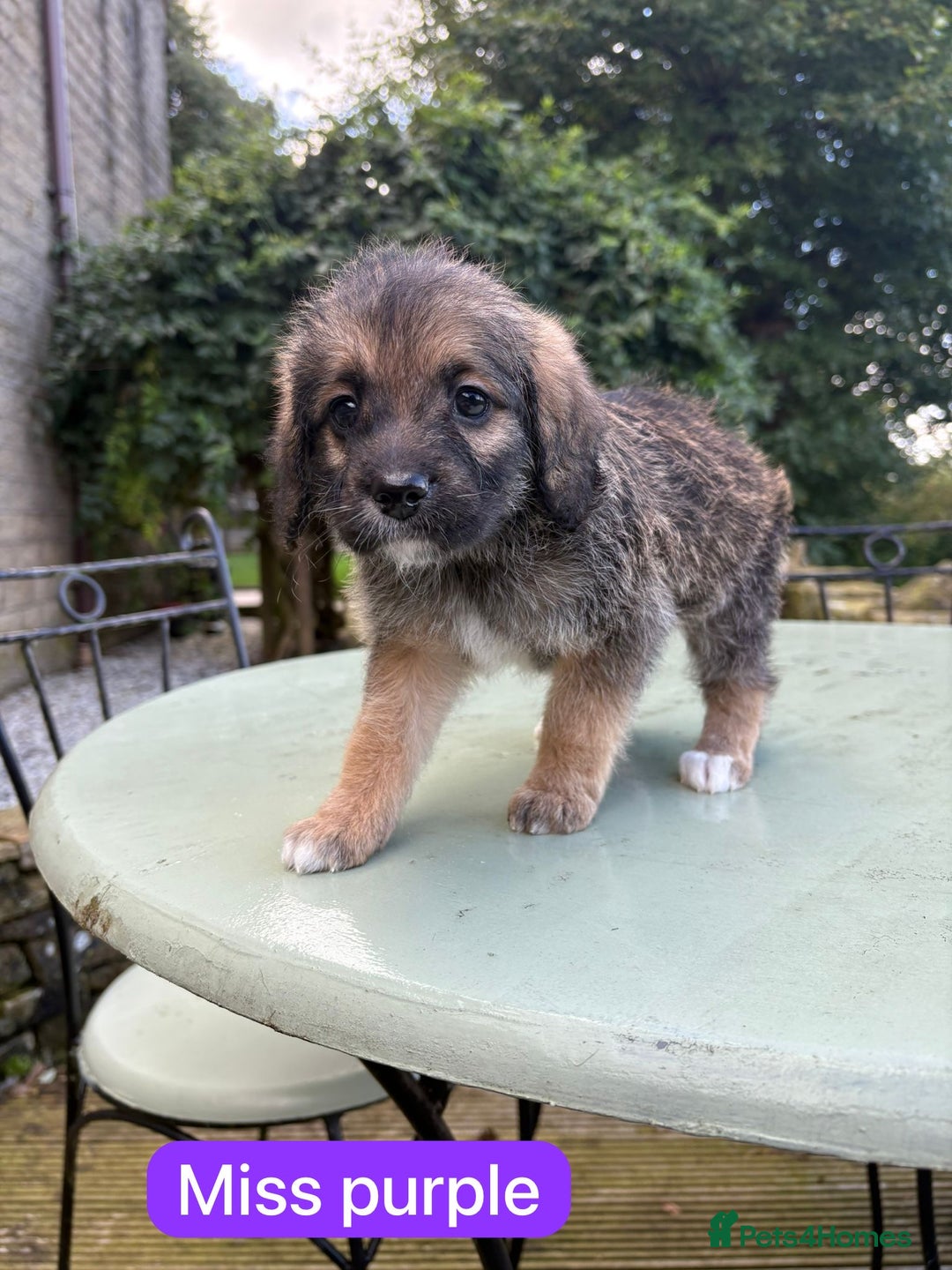 Saint Bernard dogs for sale: Outstanding Mini Saint Bernadoodle Puppies - Image 16