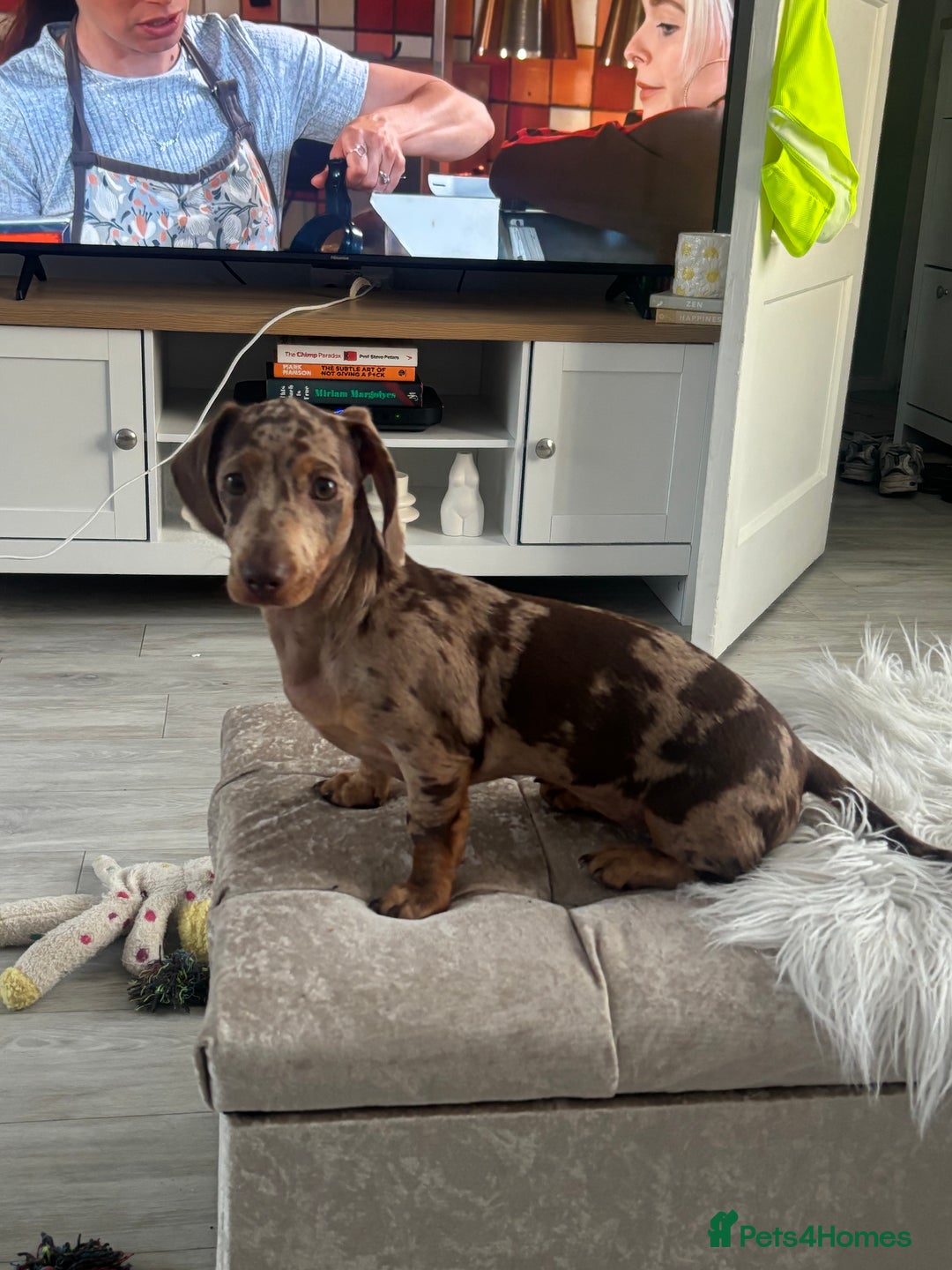 Miniature Dachshund dogs for sale: Beautiful Dolly - Image 2