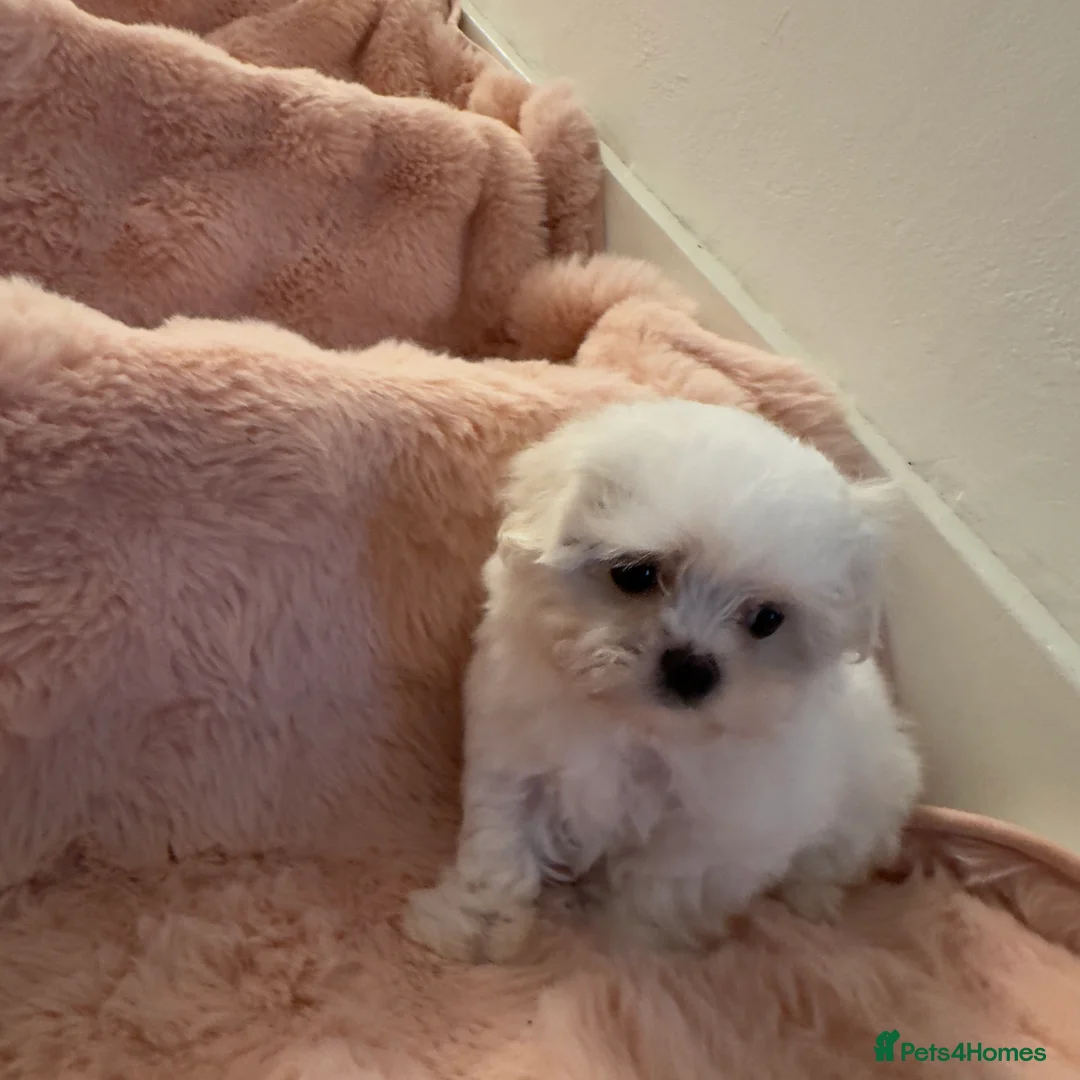 Maltese dogs for sale: Korean Maltese puppy’s available  - Advert 12