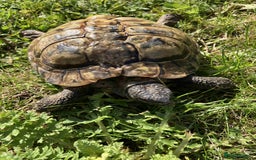 Hermann Tortoise reptiles for sale: 19 year old Hermann Tortoise called Victor - Image 2