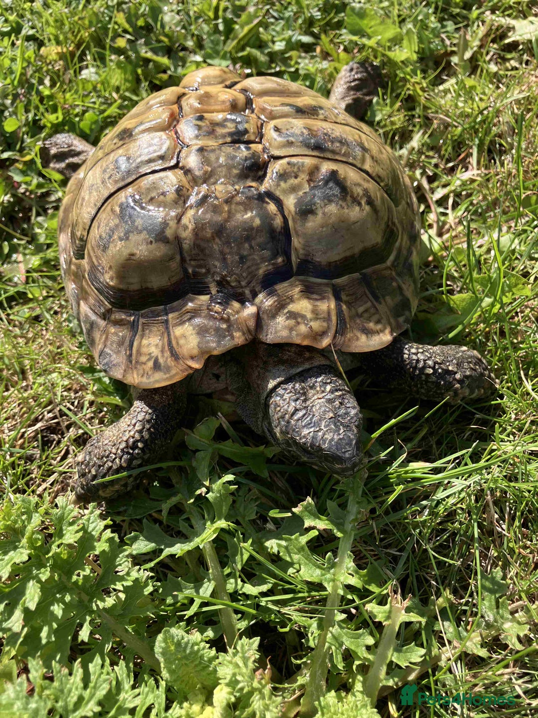 Hermann Tortoise reptiles for sale: 19 year old Hermann Tortoise called Victor - Image 2