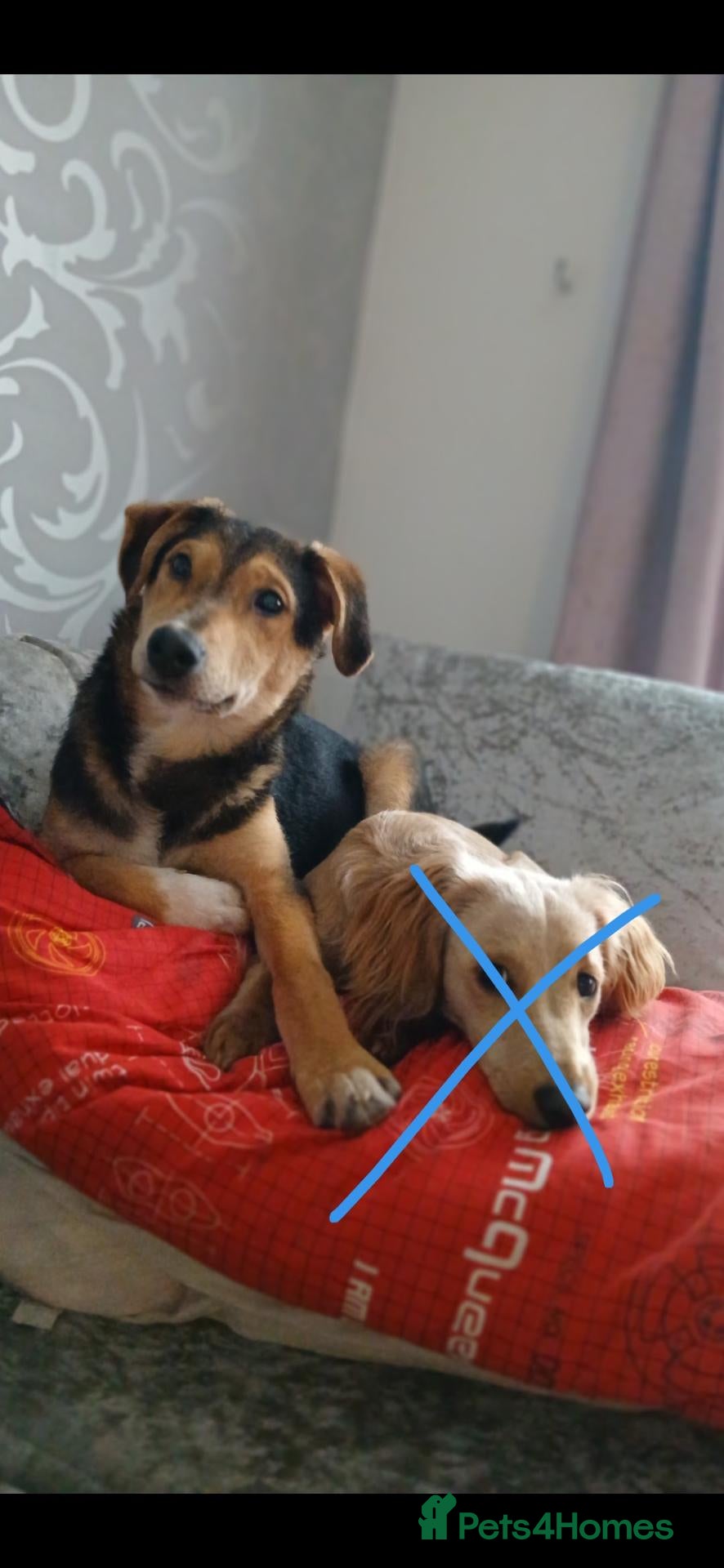 Mixed Breed dogs Wiggles mixed terrier - Advert 5