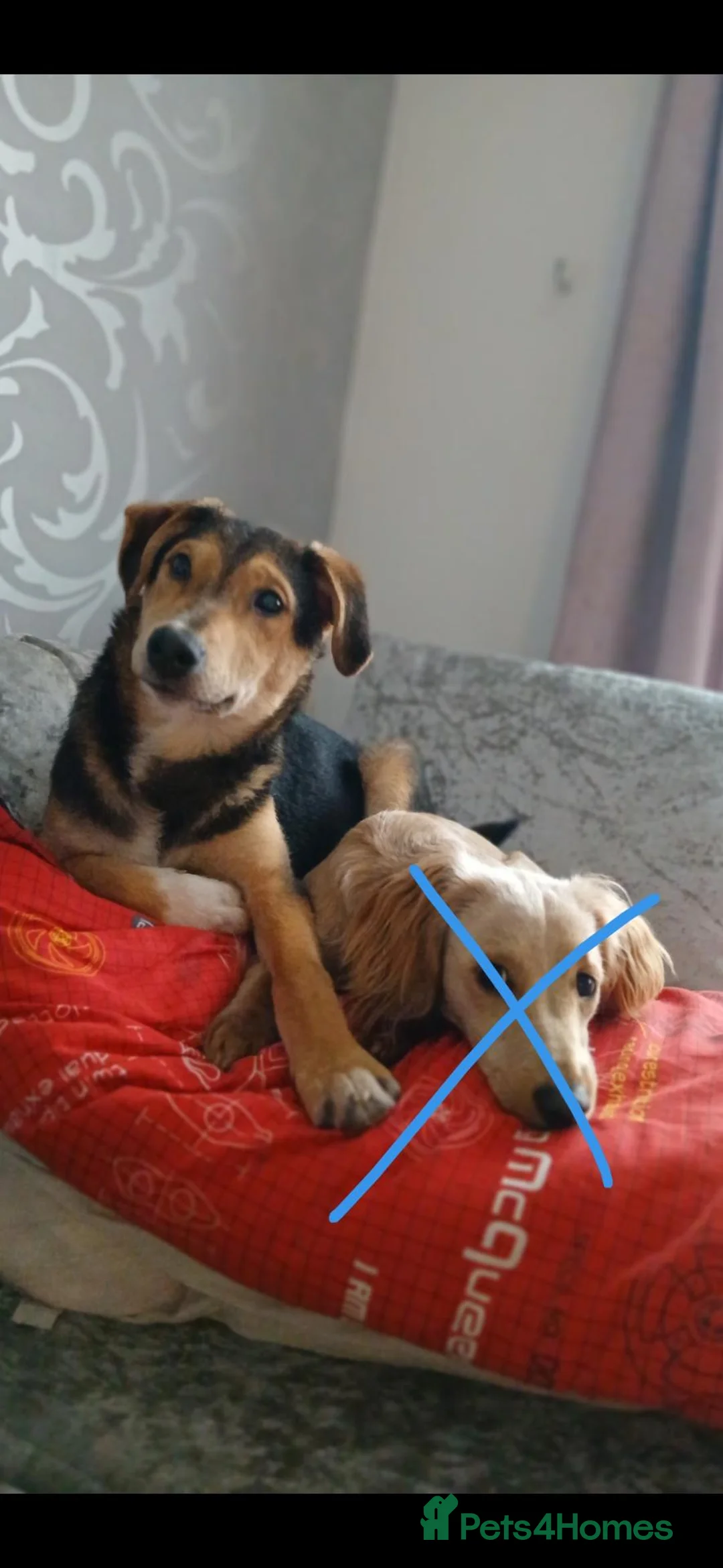 Mixed Breed dogs for sale: Wiggles mixed terrier in Daventry - Advert 1