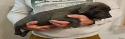 Staffordshire Bull Terrier dogs for sale: Not KC Reg Blue Staffordshire bull terrier boy - Advert 20