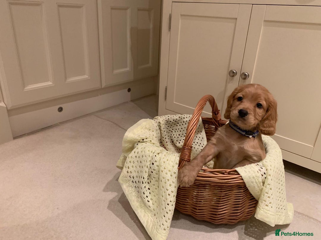 Cocker Spaniel dogs for sale: Cocker spaniel puppies  - Advert 1